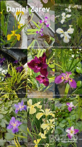 Продавам водни, езерни растения, цветя и водни лилии, снимка 7 - Градински цветя и растения - 28830827