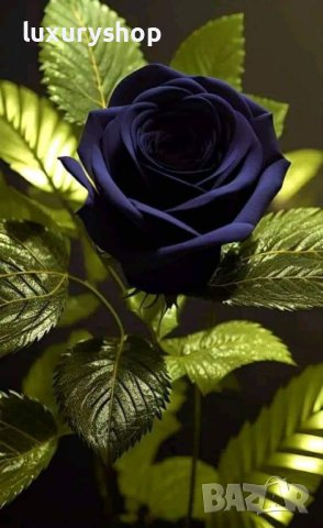 ЧЕРНА РОЗА, Рядък сорт семена на роза, ” Black Night ”, снимка 2 - Сортови семена и луковици - 29278138