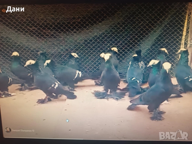 Продавам гълъби на изгодни цени, снимка 7 - За птици - 52657088