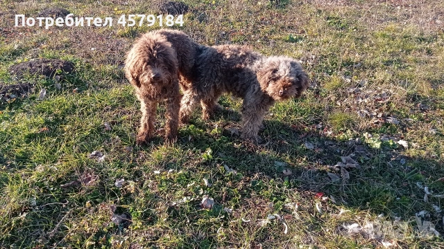 лагото Романьоло родословие , снимка 3 - Други - 53304843