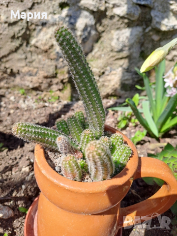 Кактусчета на бройка, снимка 1