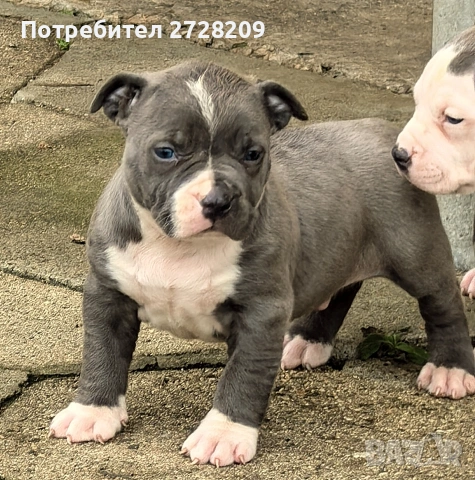 Американско Були Хл/American Bully XL 