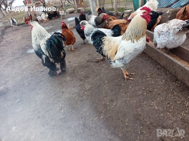 Яйца от домашни свободни кокошки за консумация и за разплод., снимка 12 - други­ - 35785868