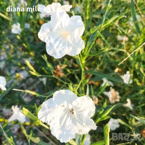 Продава се Руелия, Мексиканска петуния, Ruellia,  Mexican Petunia!!, снимка 5 - Градински цветя и растения - 55825095