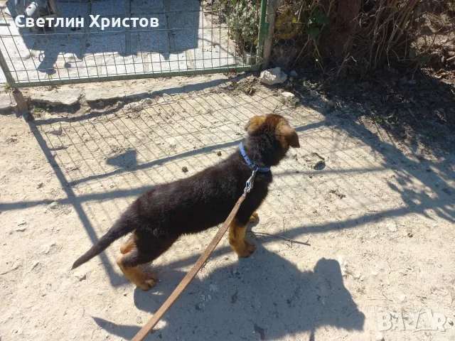 чистопородна немска овчарка, снимка 16 - Немска овчарка - 56353025