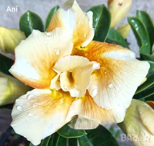 Пустинна роза