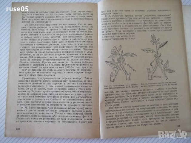 Книга "Цитрусовите растения у нас - С.Серафимов" - 144 стр., снимка 7 - Специализирана литература - 40060658