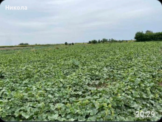 Разсад дини и пъпеши, снимка 6 - Разсади - 53251687