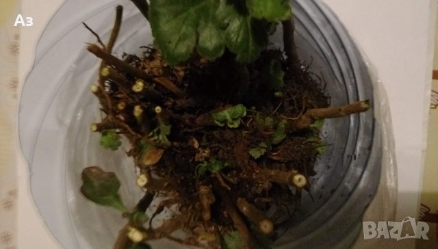 Продавам разсад Хризантеми, зелен цвят - за пролетно засаждане, снимка 2 - Разсади - 37921425