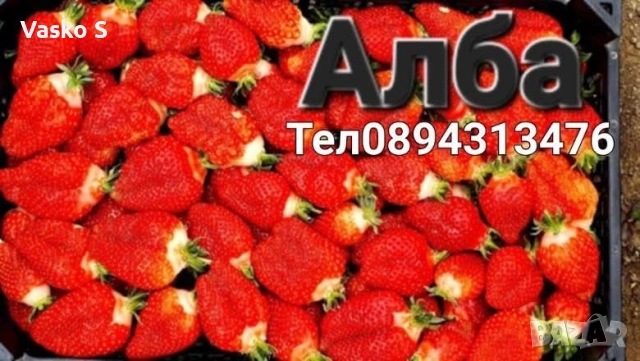 Тук сте на правилното място, снимка 8 - Разсади - 53623340