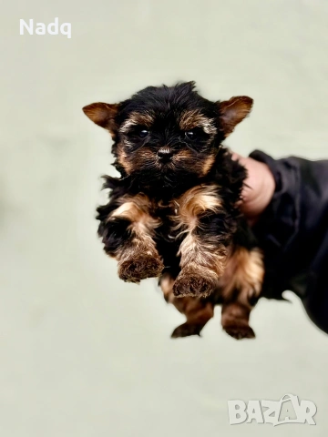 Йоркширски териер мини , снимка 2 - Йоркширски териер - 53483547