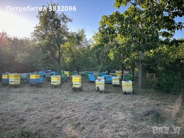 Продавам пчелни семейства, снимка 1