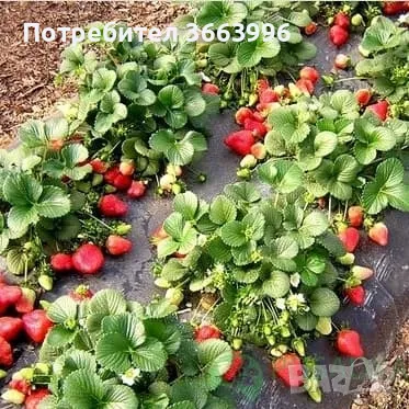 Продавам елитен разсад ягоди и малини , снимка 2 - Разсади - 39922116