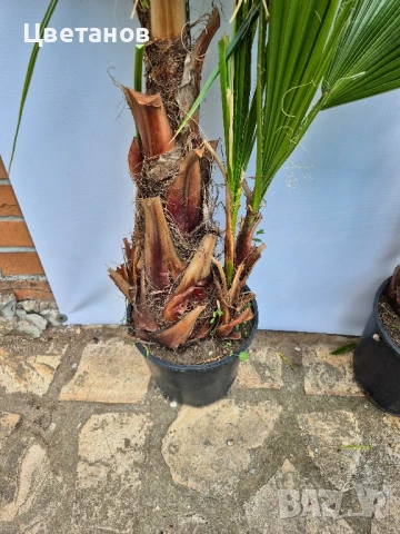 Палма Вашингтония Филифера, снимка 2 - Стайни растения - 51012021