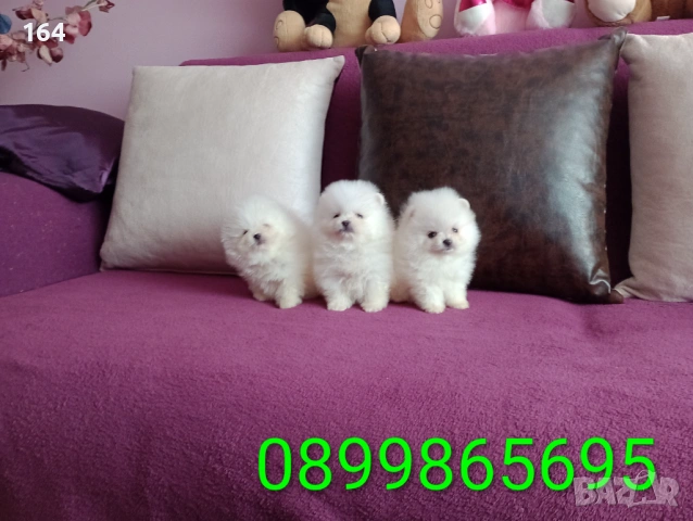 Мини Померани. Момчета и момиче. Реални снимки от 10.03.26 г. , снимка 3 - Померан - 53780624