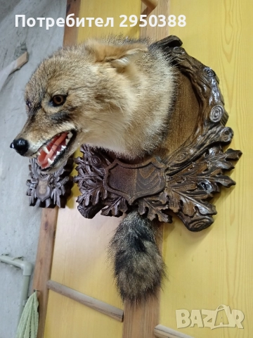 ПРЕПАРИРАН ЧАКАЛ С ДЪРВОРЕЗБА , снимка 2 - Други - 50381463