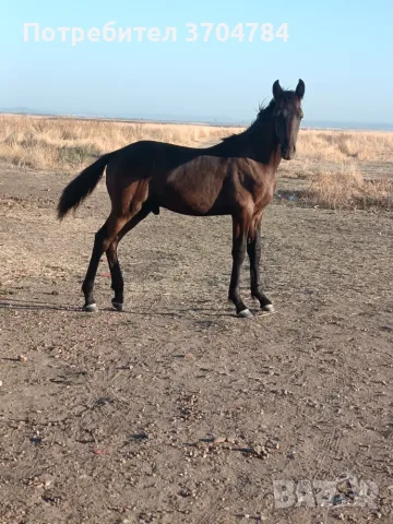 Продавам дунавче, снимка 3 - Коне - 56399724