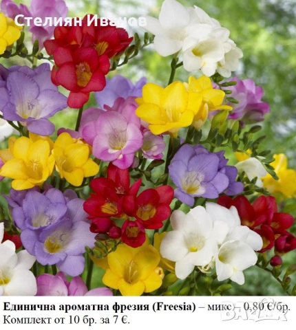 Единична ароматна фрезия (Freesia) – микс; луковички