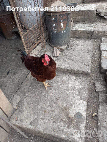 Петли за продаване ,породисти, снимка 5 - Кокошки и пуйки - 53024106