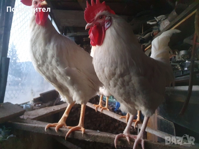 Петлета Легхорн , снимка 2 - Кокошки и пуйки - 52942072