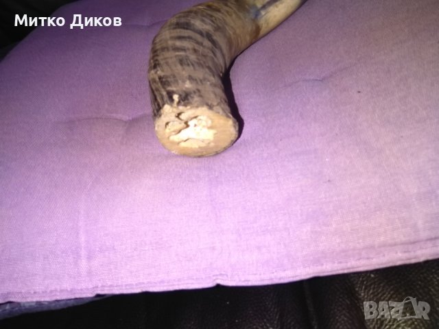Рог от бивол 27см фи 50мм, снимка 4 - Декорация за дома - 44392493