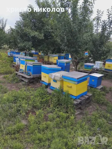Пчелни семейства в кошери ДБ