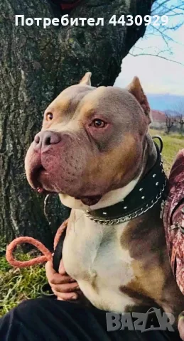 American Bully XL, снимка 16 - Американски стафордширски териер - 56359868