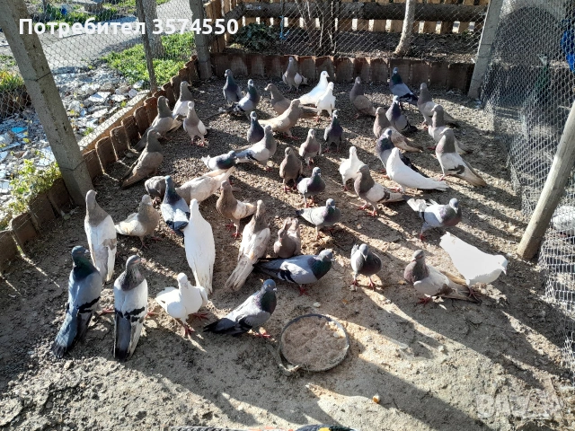 Продавам Римски гълъби