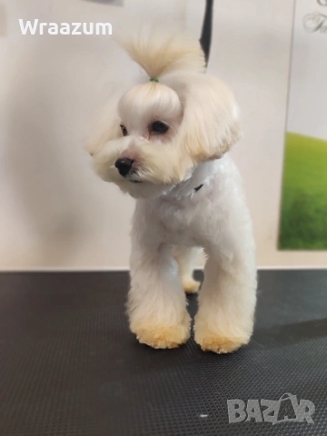 Малтипу (болонка+ТОЙ пудел), снимка 2 - Други - 52864698