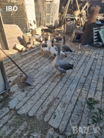 гъски фазан петли пуйки, снимка 2 - Патици и гъски - 51185883