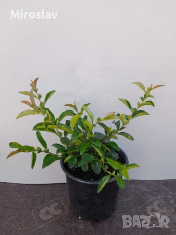 Японска Дюля/4 Налични цвята, снимка 8 - Градински цветя и растения - 50603139