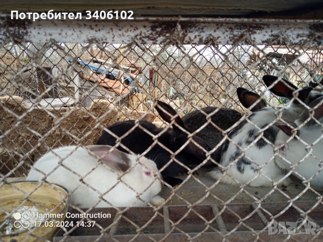 Продавам зайчета на 3 месеца, снимка 7 - Други животни - 44808553