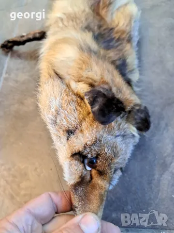 яка от лисица   25/4, снимка 6 - Шалове - 50295145