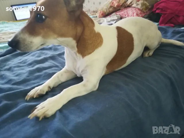 ДЖАК РЪСЕЛ 2510241712, снимка 3 - Джак ръсел териер - 47718696