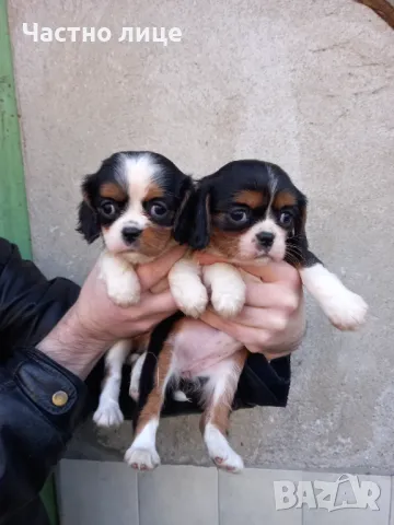 Кавалер Кинг Чарлз Шпаньол, снимка 2 - Кавалер кинг чарлз шпаньол - 47434772