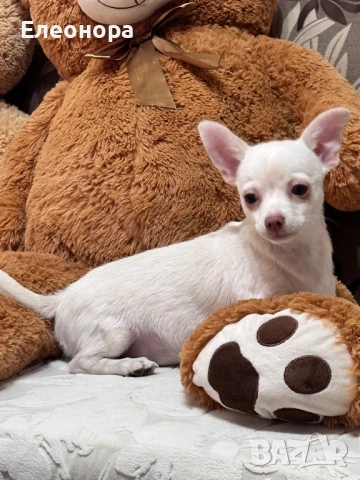 Прекрасно Мъжко Чихуахуа