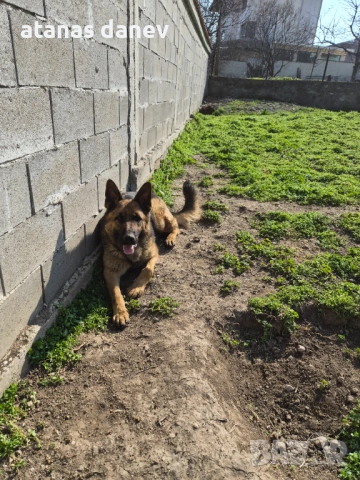Млад мъжки търси женска , снимка 3 - Немска овчарка - 53743721