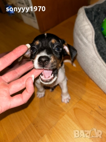 ДЖАК РЪСЕЛ КУТРЕТА-250ЛВ ЗА БРОЙ 1710250700, снимка 5 - Джак ръсел териер - 52082711