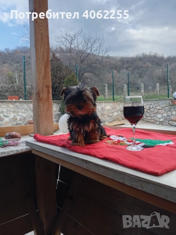 Йоркширски териер момче , снимка 4 - Йоркширски териер - 52955740