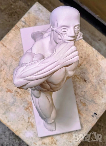 Екорше / Анатомична фигура / Гипсов модел, снимка 14 - Други - 51458325