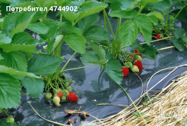 Prodavam razsad celogodishni qgodi sort Бъди , снимка 3 - Разсади - 53576626