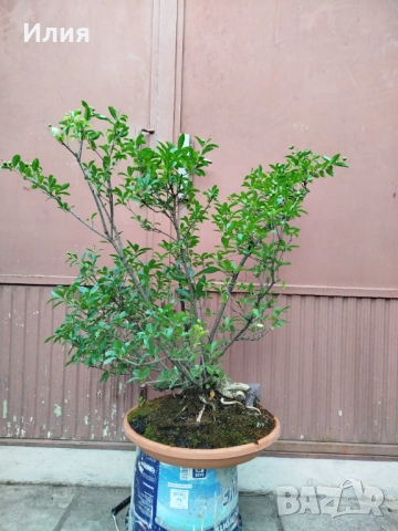 Бонсай заготовка Лигуструм , снимка 4 - Градински цветя и растения - 51556598