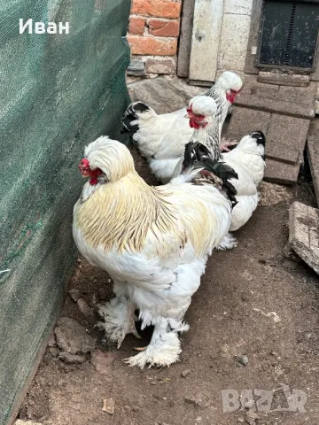 яйца от Струмски кокошки, снимка 5 - Кокошки и пуйки - 49817057