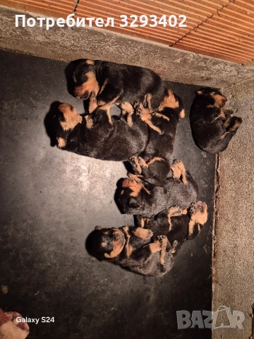 ротвайлер, снимка 3 - Ротвайлер - 52488394