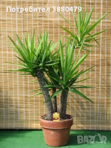 красиво стайно растение