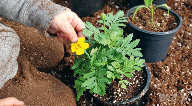 Тор -Почвена смес Компост УНИВЕРСАЛНА за отглеждане на плодове, зеленчуци, градински цветя, храсти , снимка 6 - Тор и почвени смеси - 42132235