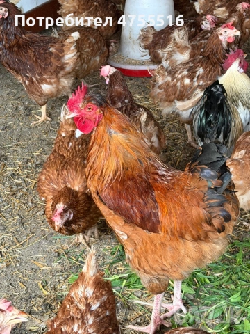 Продавам петли за месо и разплод , снимка 3 - Кокошки и пуйки - 53714758
