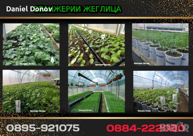 МАЛИНОВ ГИГАНТ + още над 150 сорта домати, снимка 8 - Разсади - 53760174