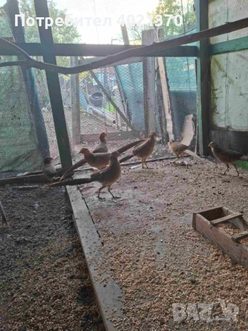 Фазани , снимка 6 - други­ - 52324349