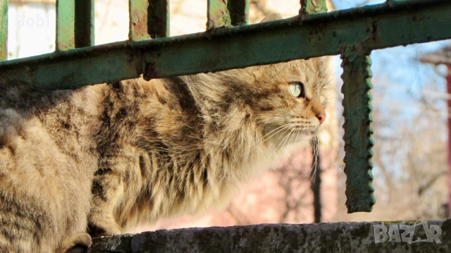 Canon PowerShot SX510 HS Wi-Fi, снимка 6 - Фотоапарати - 53621125